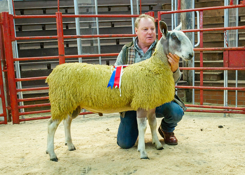 Champion BFL
